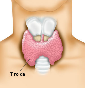 Tiroida, situată sub mărul lui Adam, produce hormonii T3 și T4. Disfuncțiile tiroidiene sunt frecvent asociate cu vitiligo.